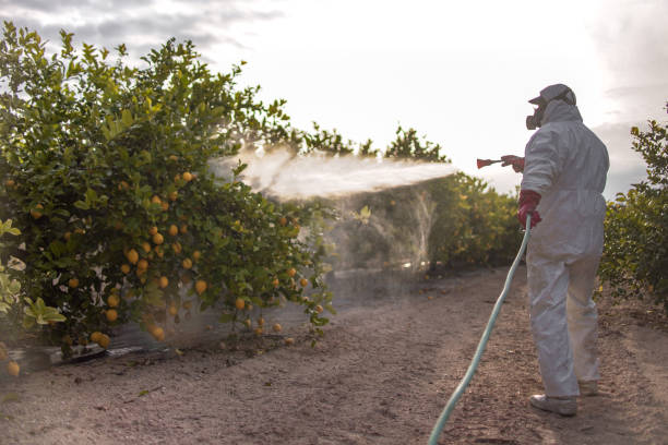 Best Flea Control Services  in Edgewood, NM