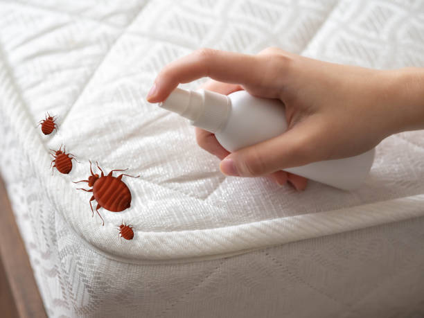Best Emergency Pest Control  in Edgewood, NM