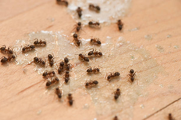 Best Wasp Removal Services  in Edgewood, NM