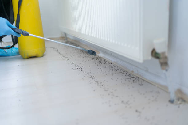 Best Pest Control Near Me  in Edgewood, NM